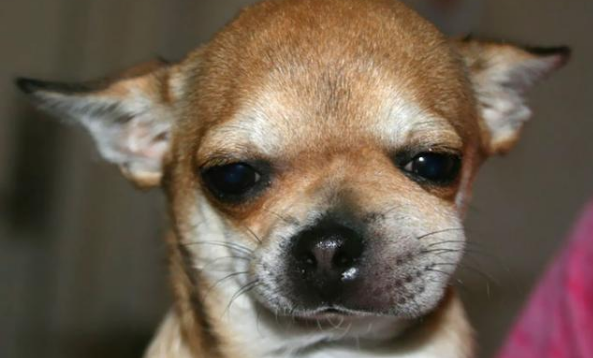 那些被蜜蜂蜇过的狗狗你见过吗主人这绝对不是我家的狗