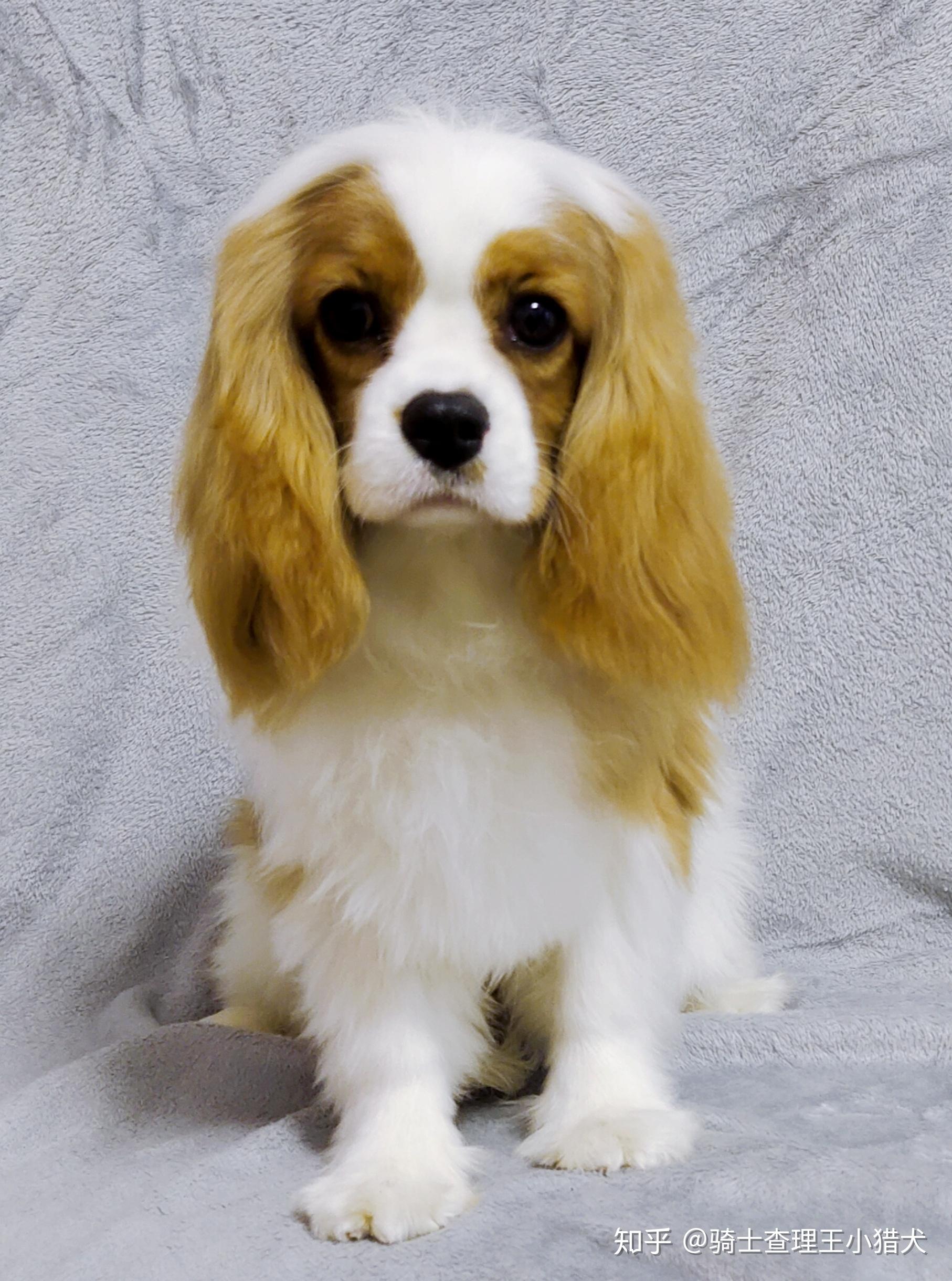 怎么在中国购买纯种骑士查尔斯王小猎犬? - 知乎