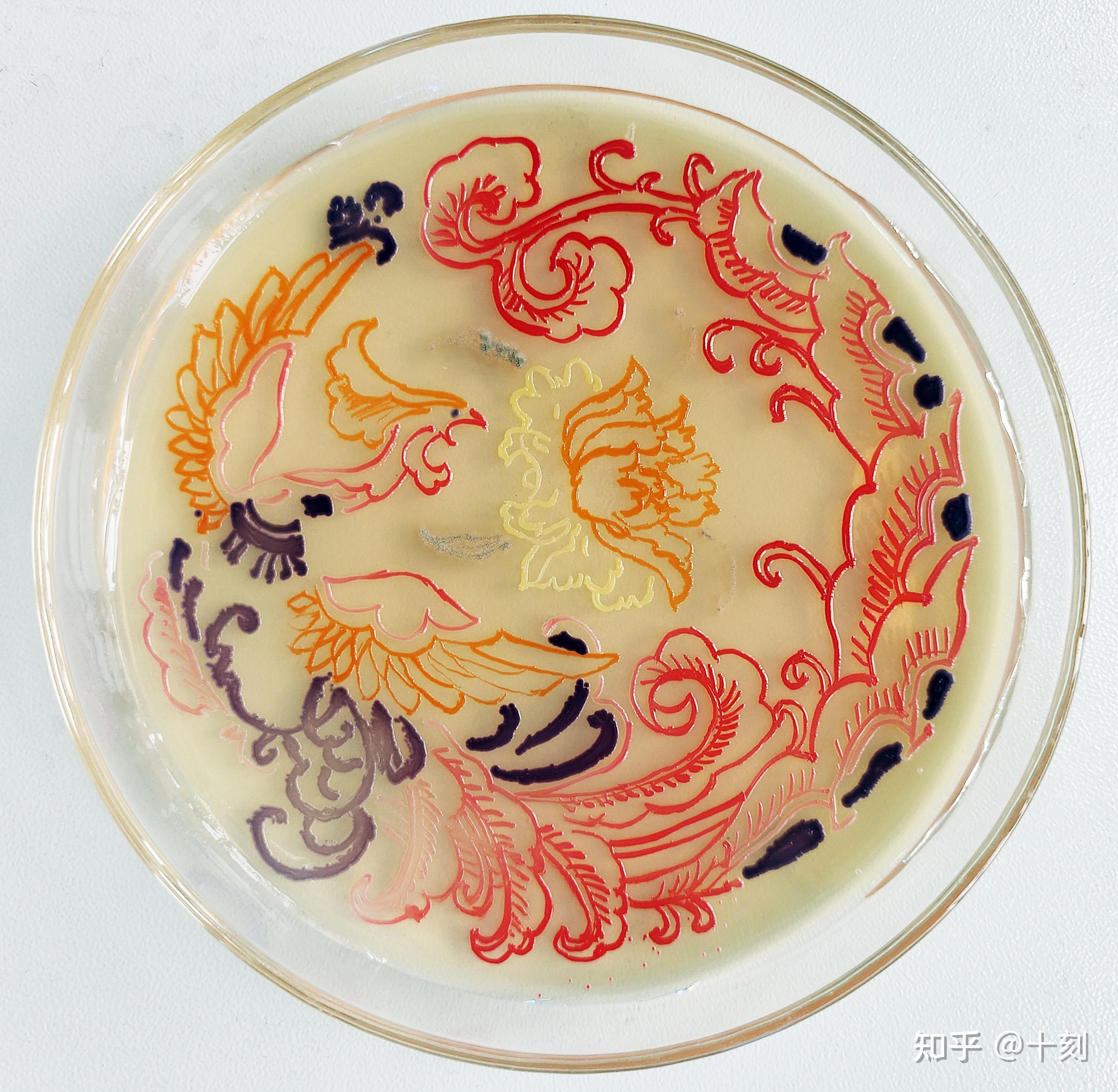 微生物在培养皿里面画画有什么参考的
