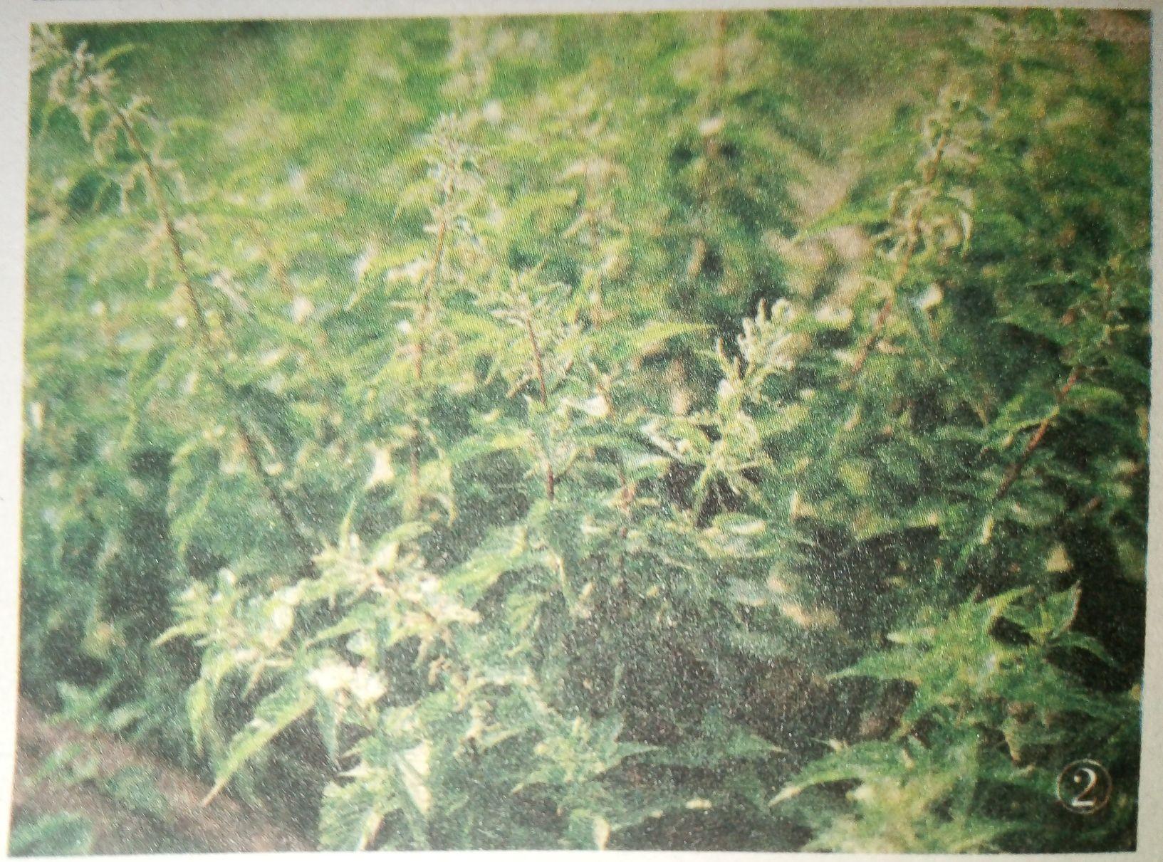 能不能说一下不小心摸到荨麻草的感觉？ - 知乎