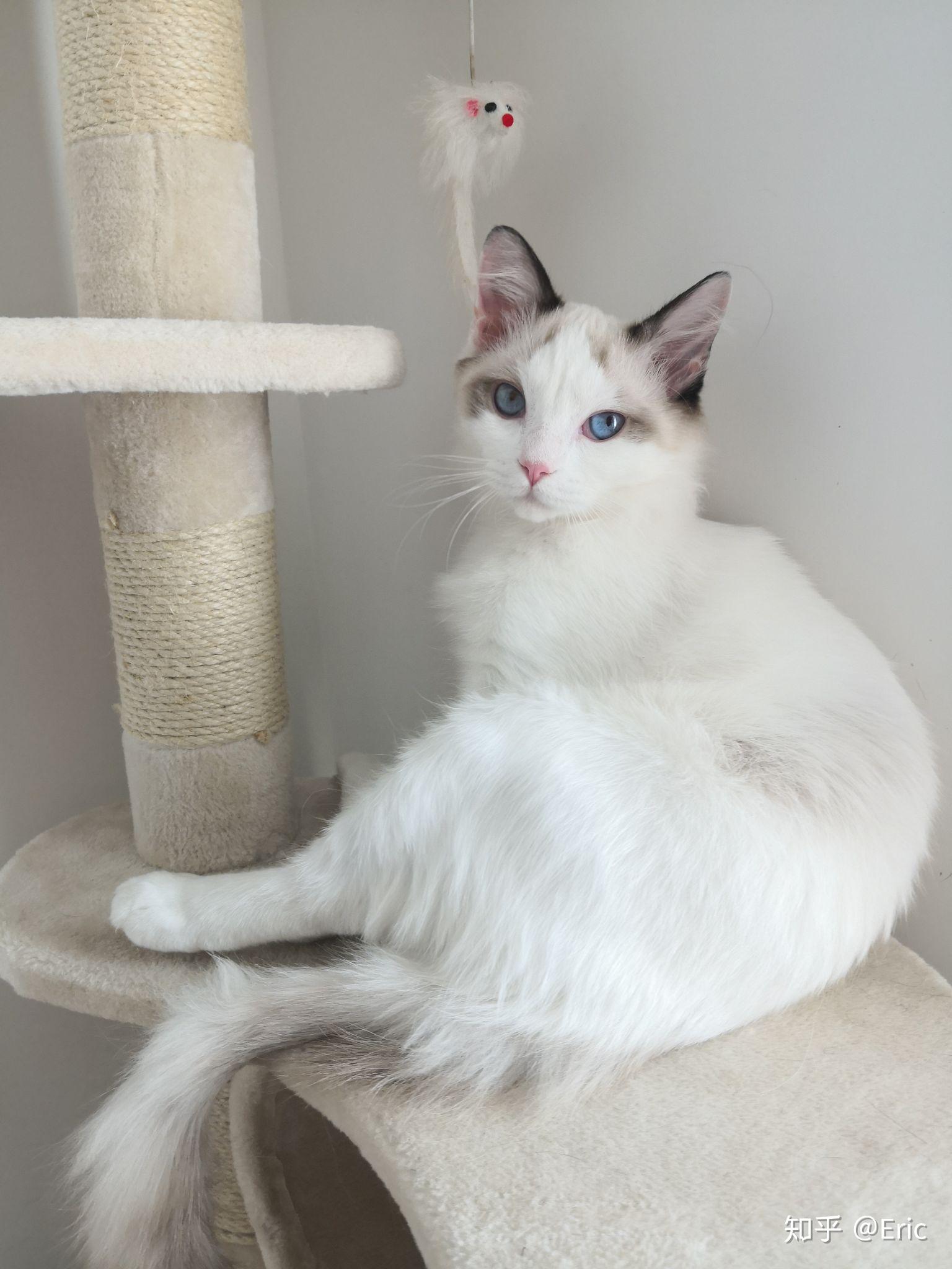 养猫大神们可以帮忙看看我家这只公主布偶是传统系还是波斯系吗