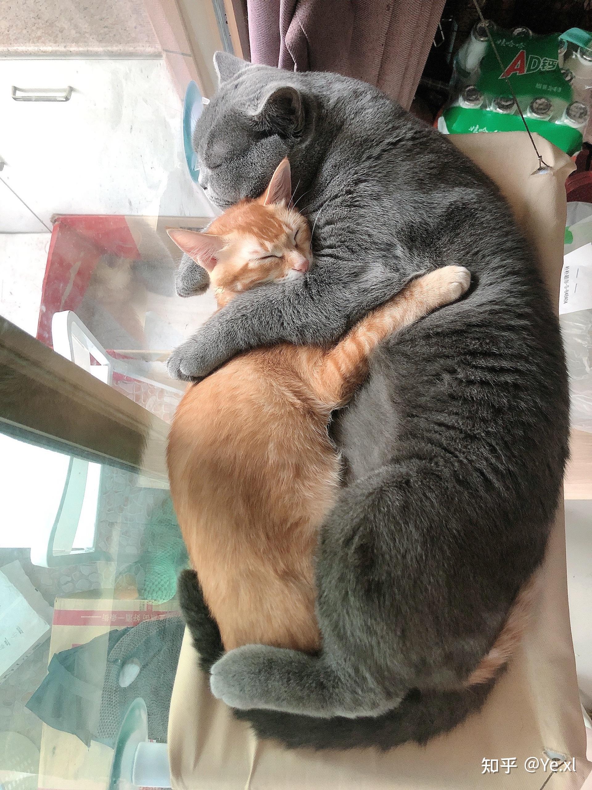 蓝猫和橘猫可以杂交吗如果可以的话有实际案例吗