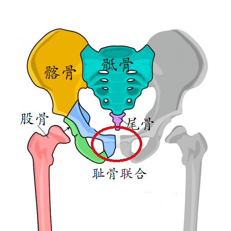 耻骨联合分离,别慌,有救! - 知乎
