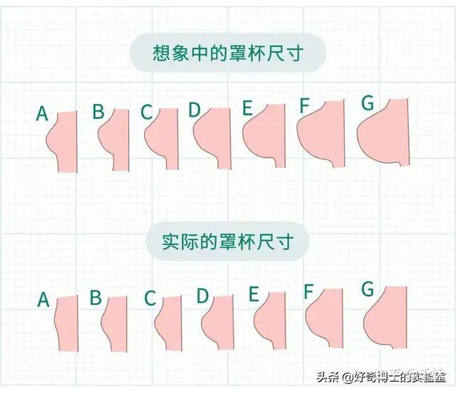 abc内衣罩杯的区分图片