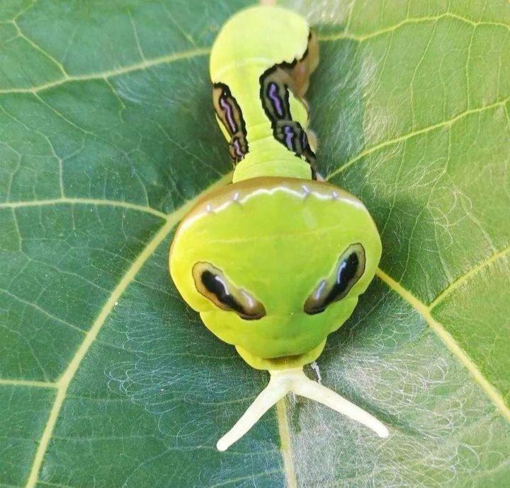 请问这是黑凤蝶还是美凤蝶?