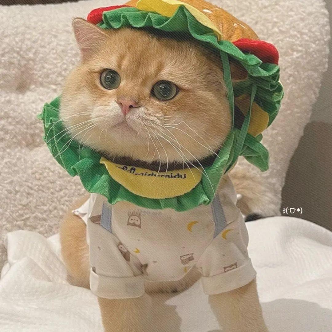 有哪些严肃点的猫咪头像值得分享?