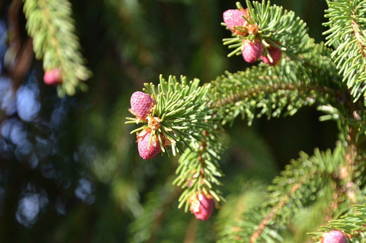 野生松树怎么制作盆栽