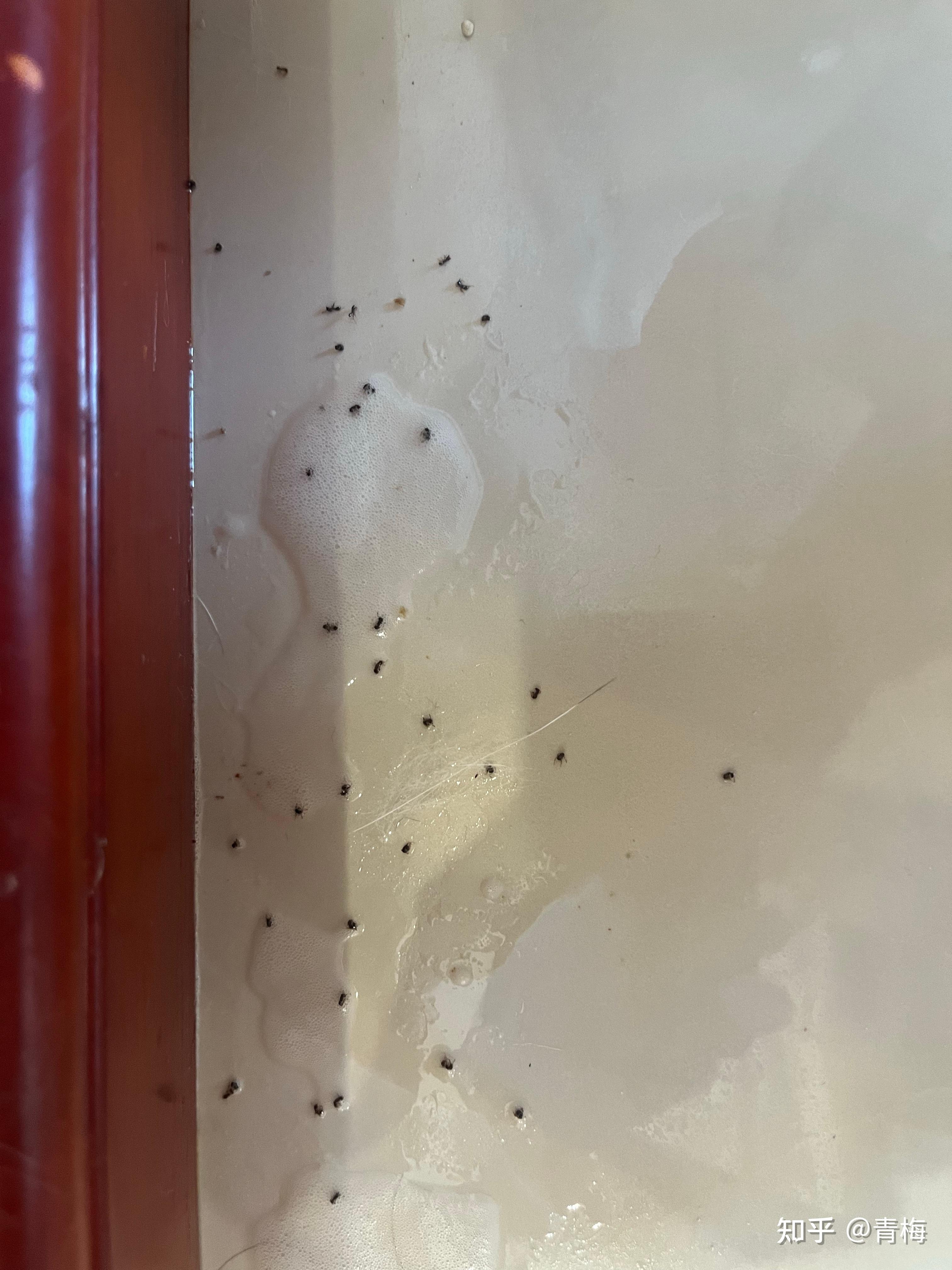 房间为什么会有蚂蚁