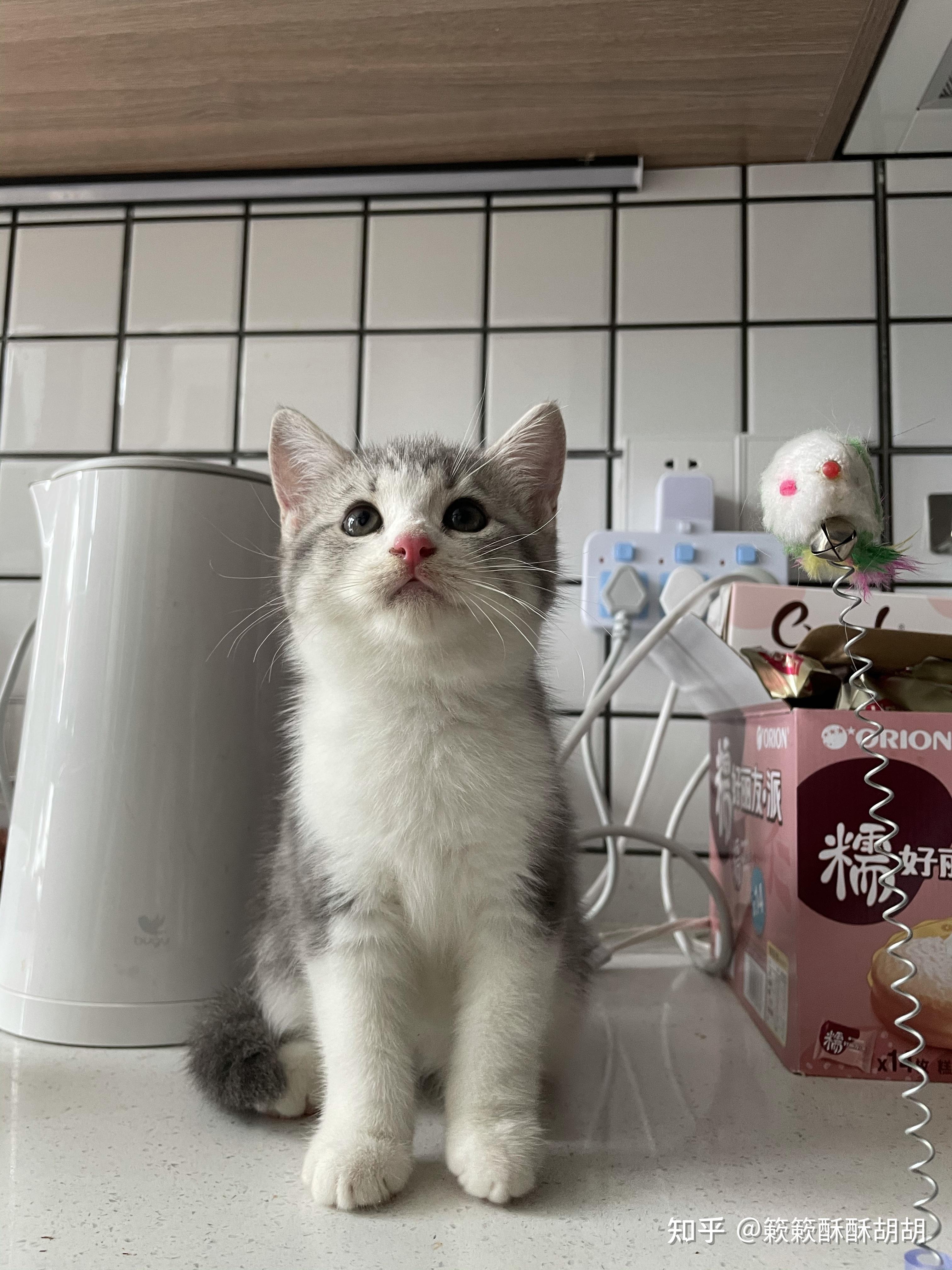 布偶串美短孩子长大啥样呢? - 知乎