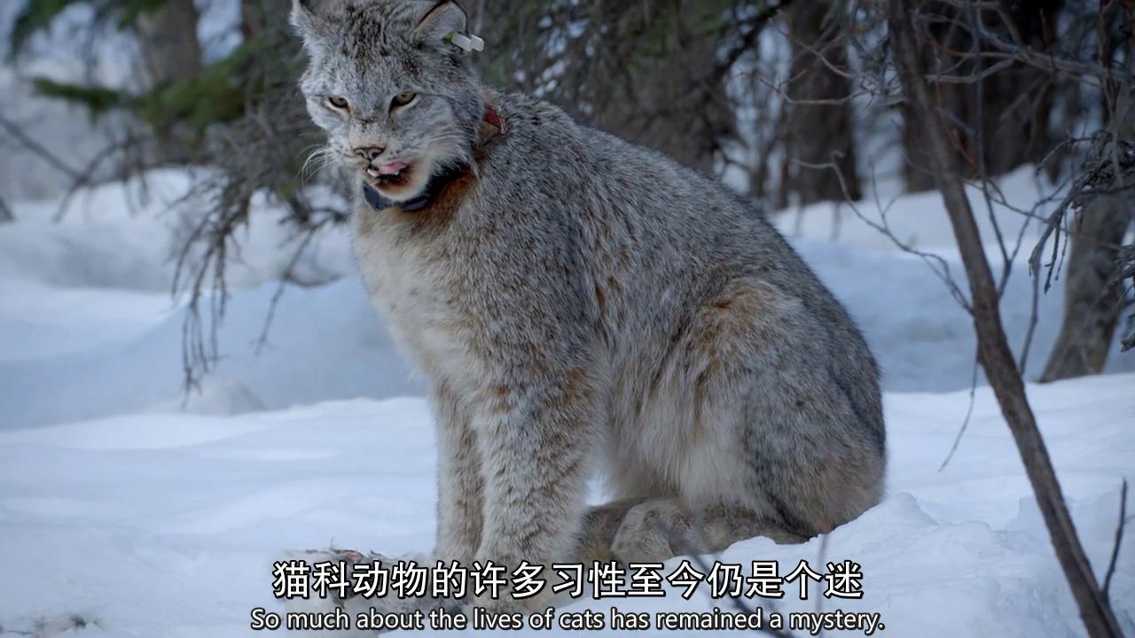 如何评价bbc纪录片大猫bigcat