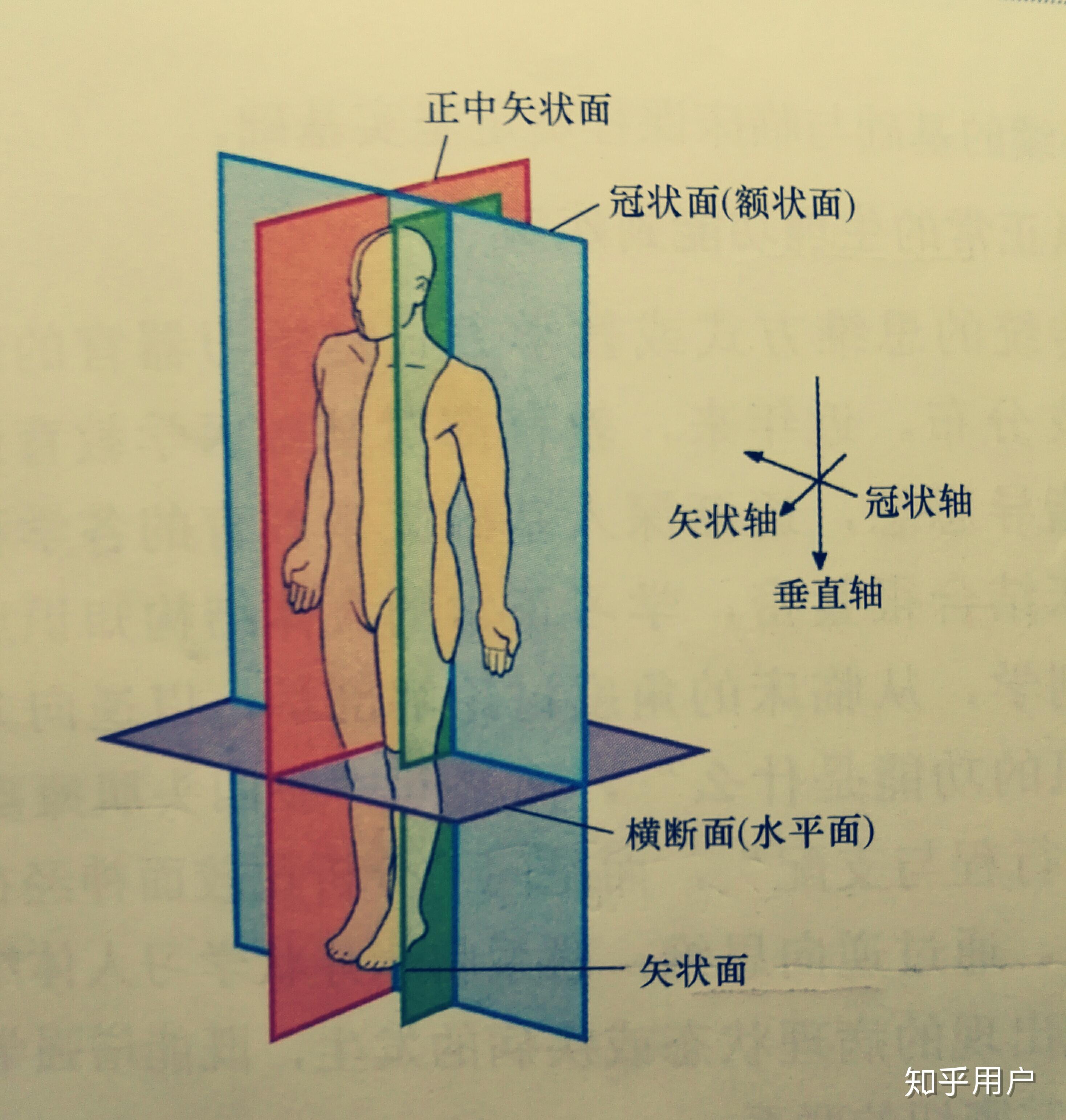 解剖学中人体的三个面即冠状面、矢状面和水平面的命名? - 知乎