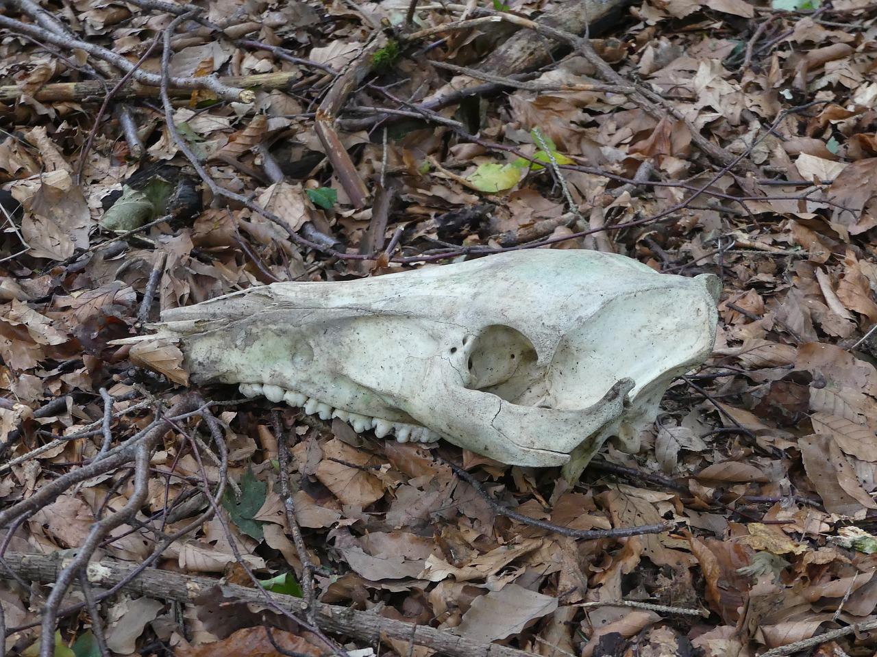 2. 花朵养护不当