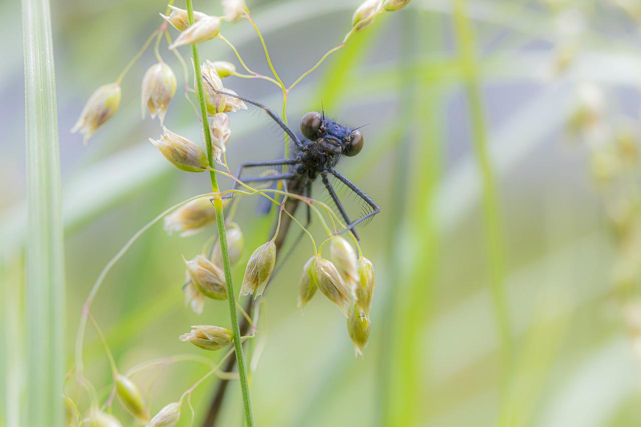 蜻蜓翩翩舞