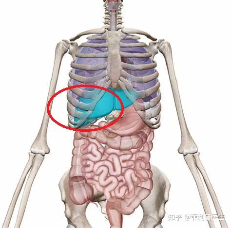 右侧肋骨和器官图片图片