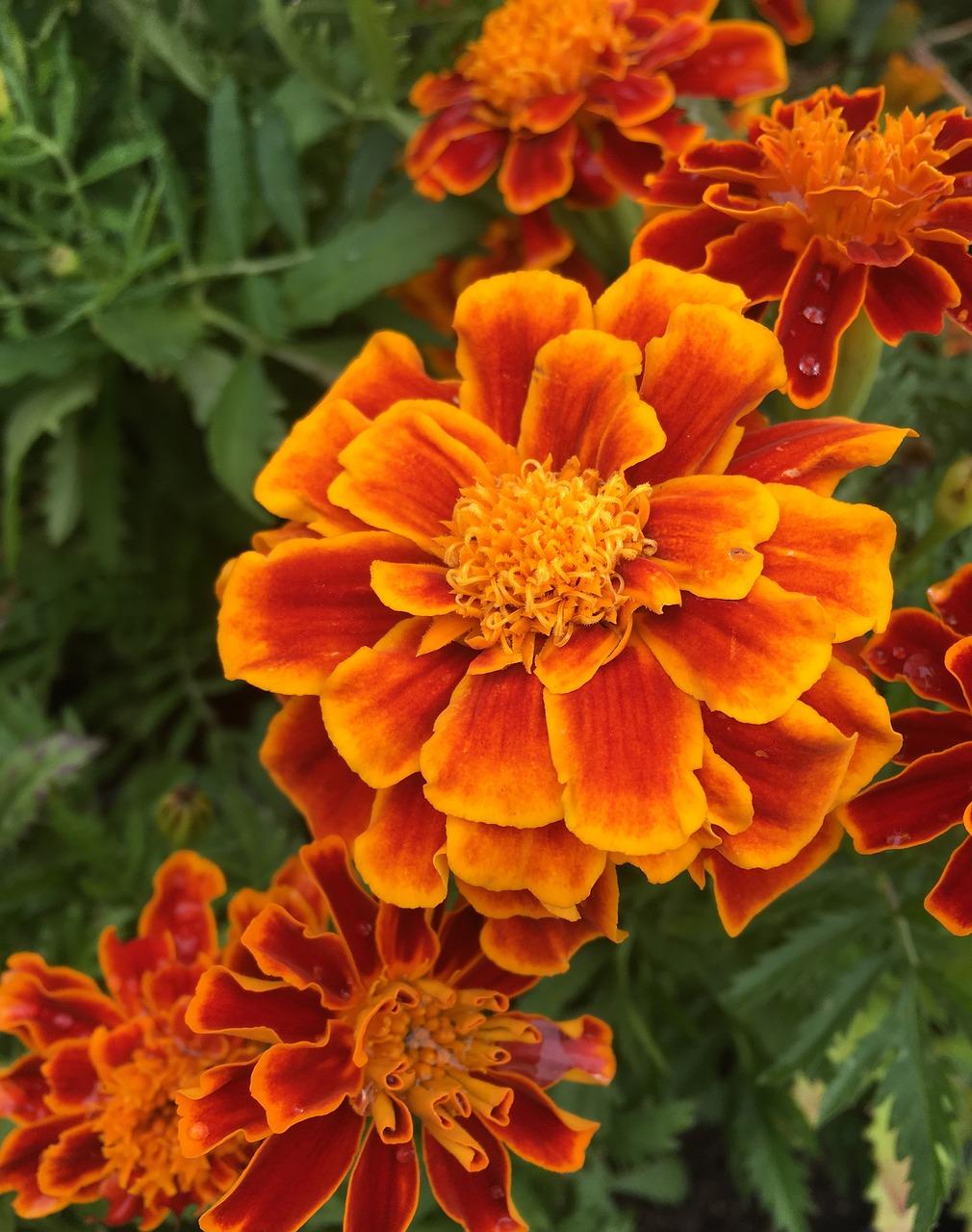 康乃馨一束多少钱红色