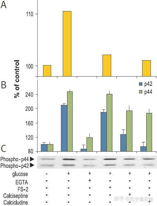 揭秘L型钙离子通道信号在转录调控过程中的作用 - 知乎