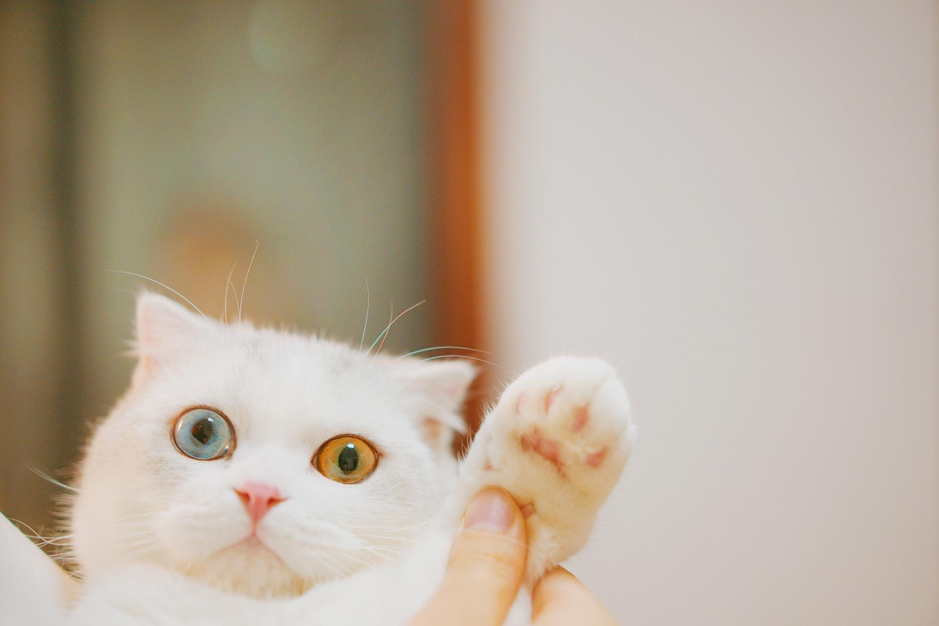 养猫的大家你们的猫咪都叫什么名字性格怎样猫如其名吗