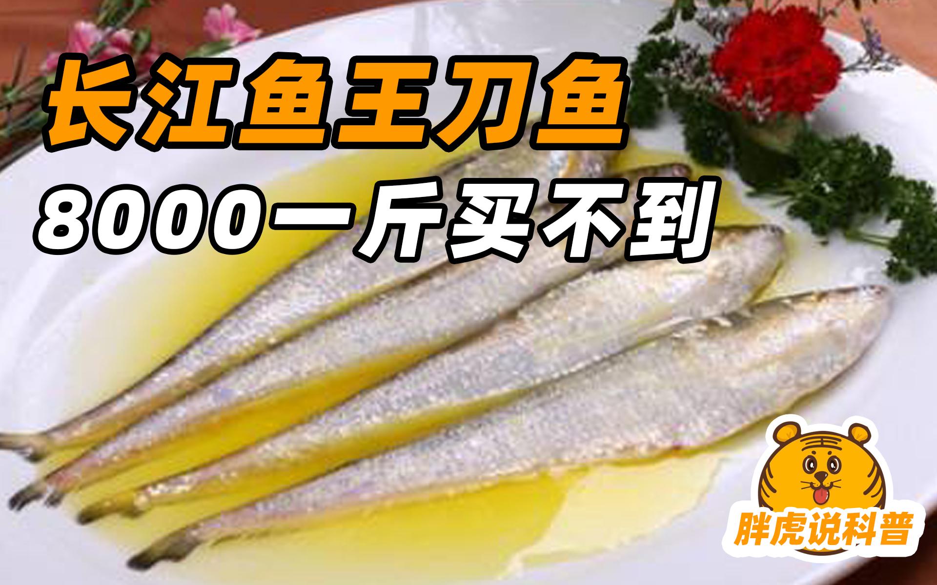 带鱼,刀鱼,秋刀鱼之间是什么关系? - 知乎