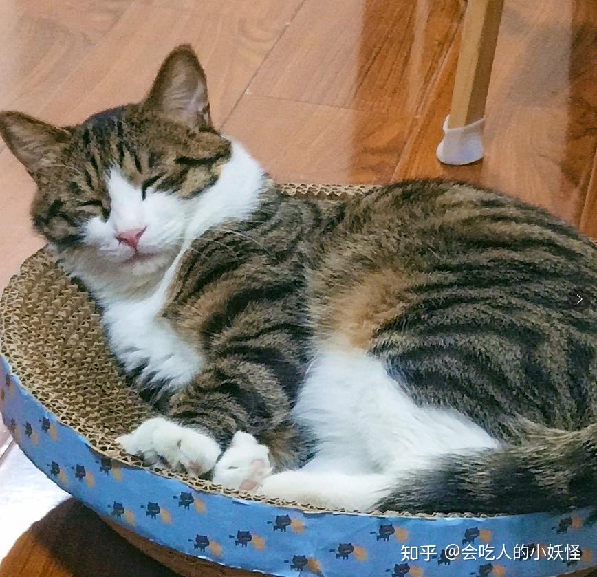 白餐巾白手套的狸花猫能有多漂亮? - 知乎