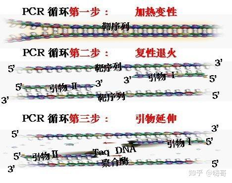 PCR扩增产物出现杂带怎么办? - 知乎