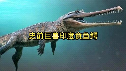 濒临灭绝的的史前巨兽印度食鱼鳄如今的数量下降了98