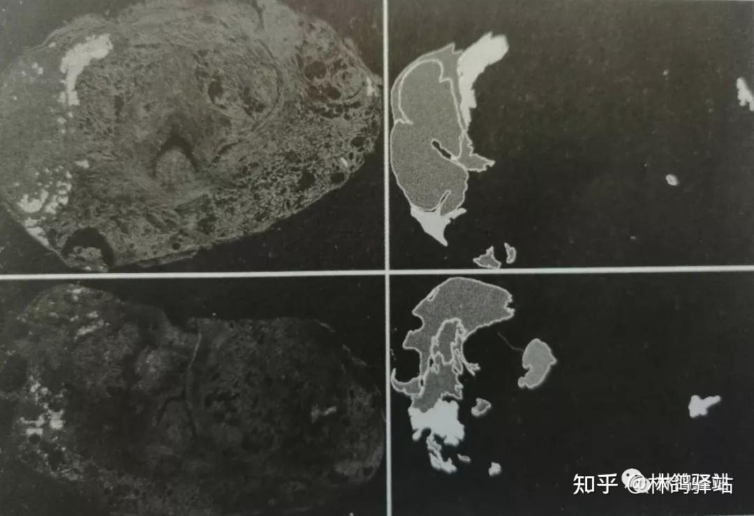 这10种常见的图像标注类型,你知道它们通常作用于哪些应用场景吗? - 知乎