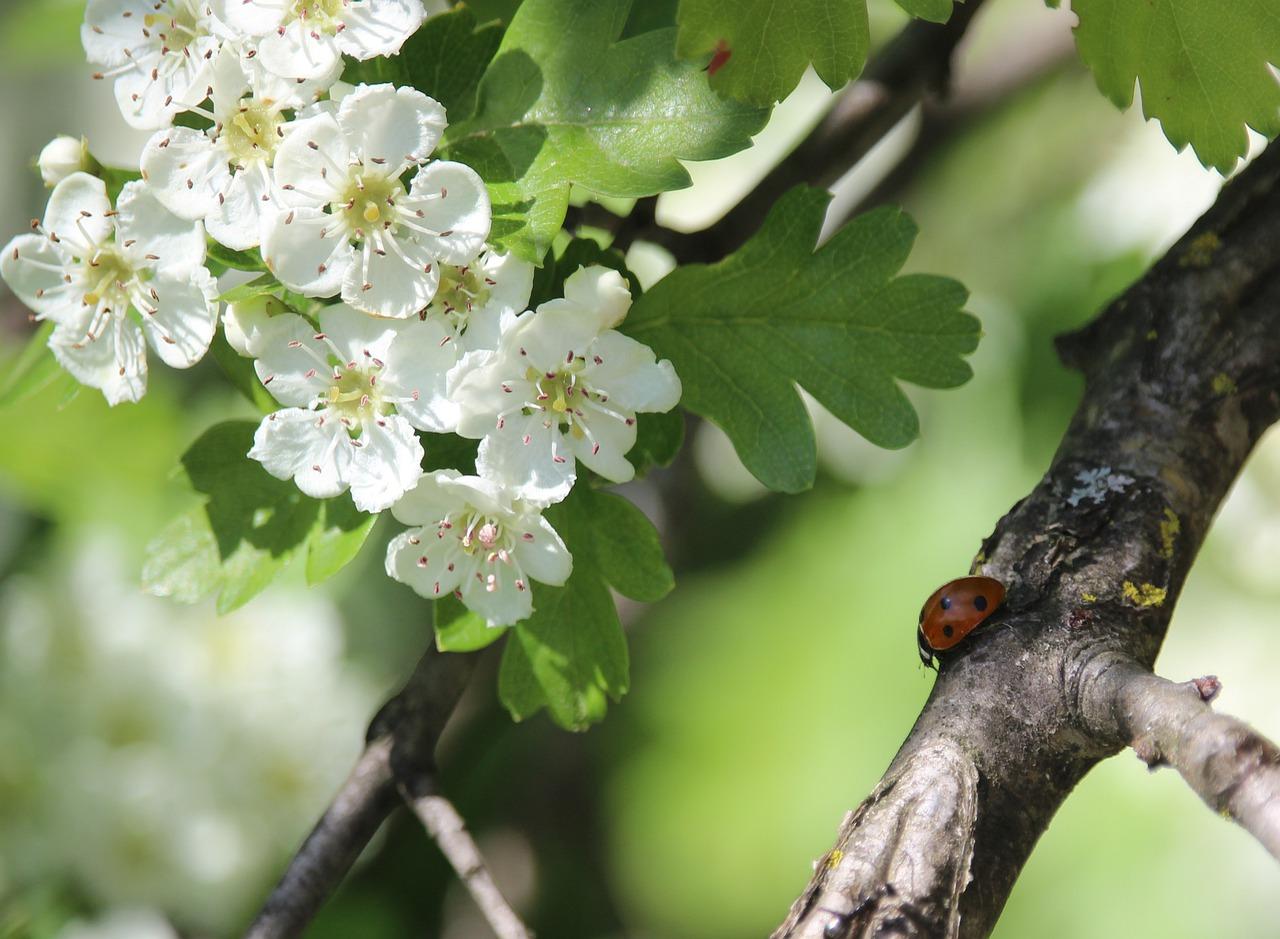 山楂树什么时候成熟