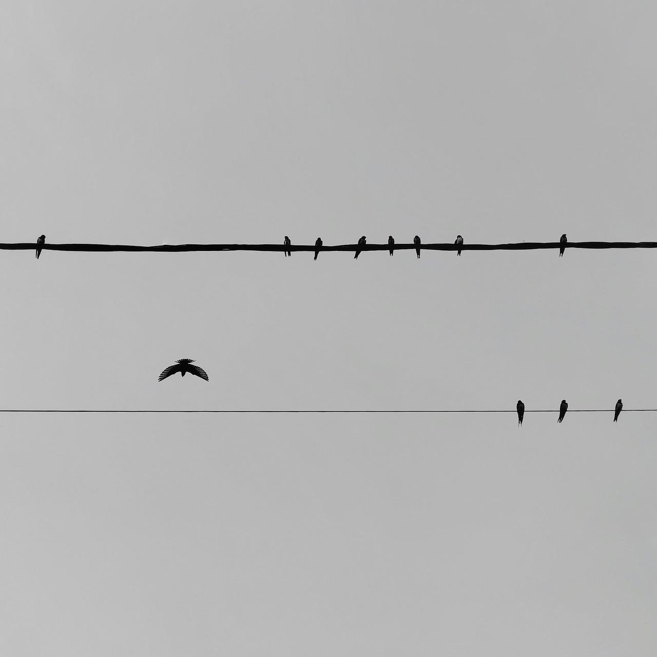 5. 猪头价格行情看