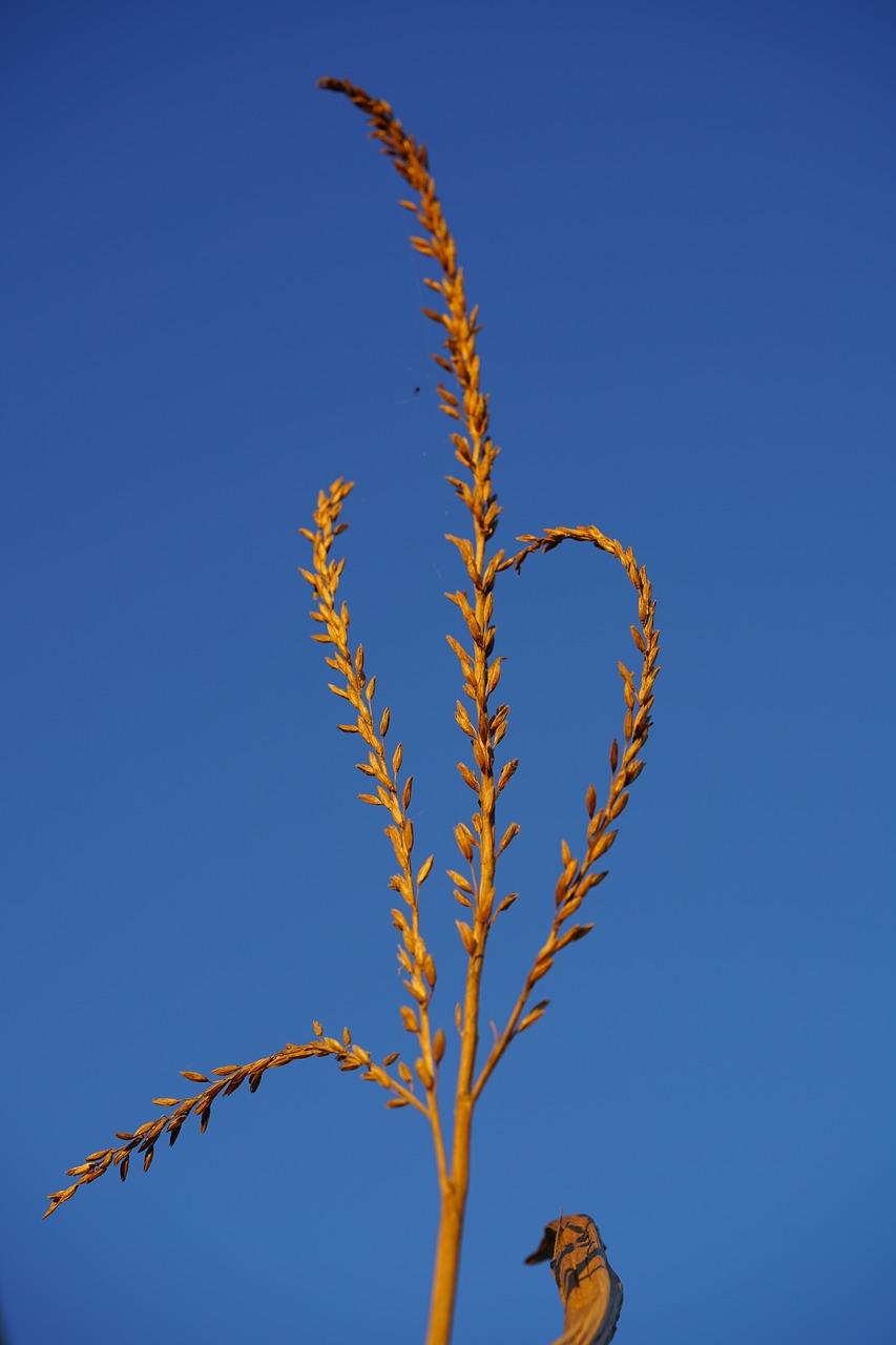 玉米穗儿初露尖