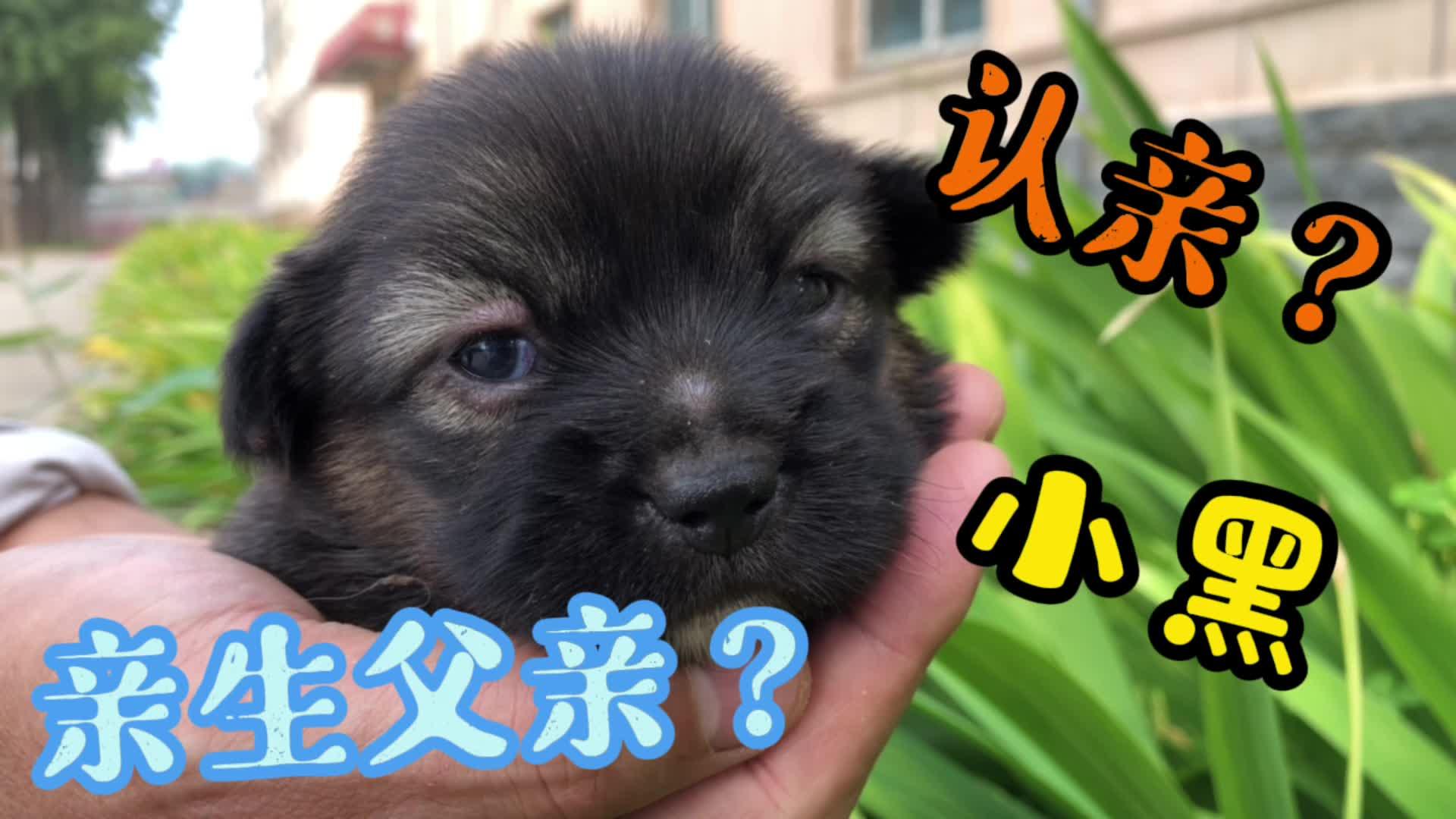 狗爸爸什么时候可以看狗宝宝,亲近狗宝宝?