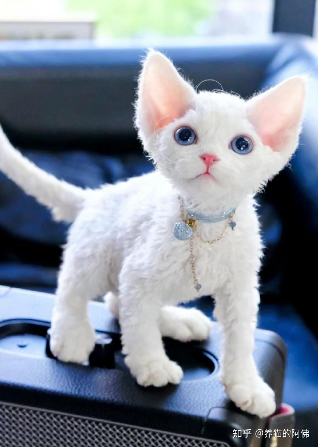 德文卷毛猫到底好不好养?为什么那么多人喜欢德文猫? - 知乎