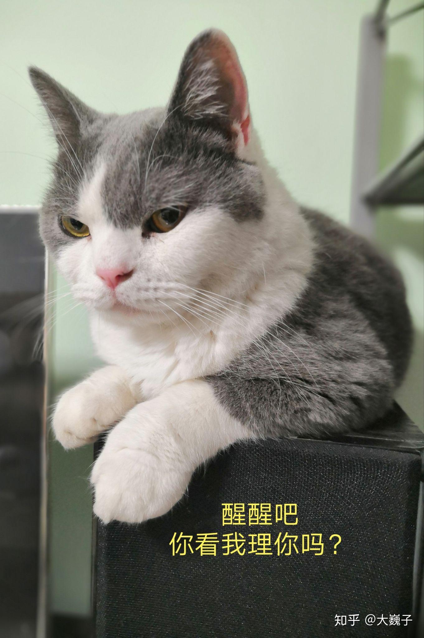 猫到底有多傲娇?