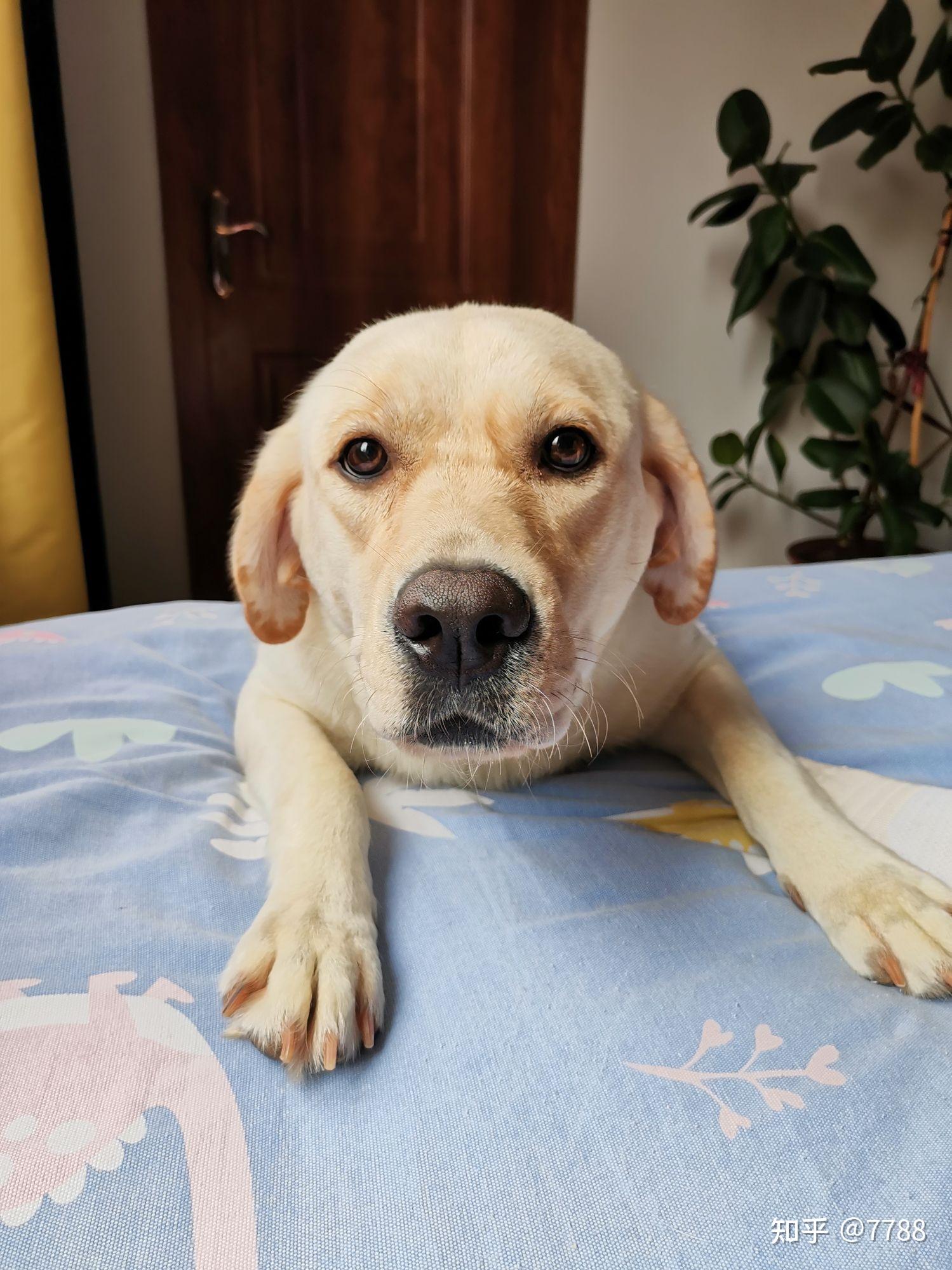 狗有双眼皮吗? - 知乎