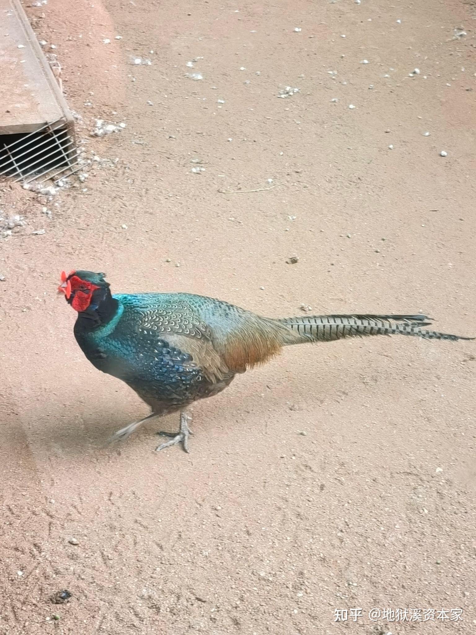 蔡徐坤有出演《庆余年2》吗?