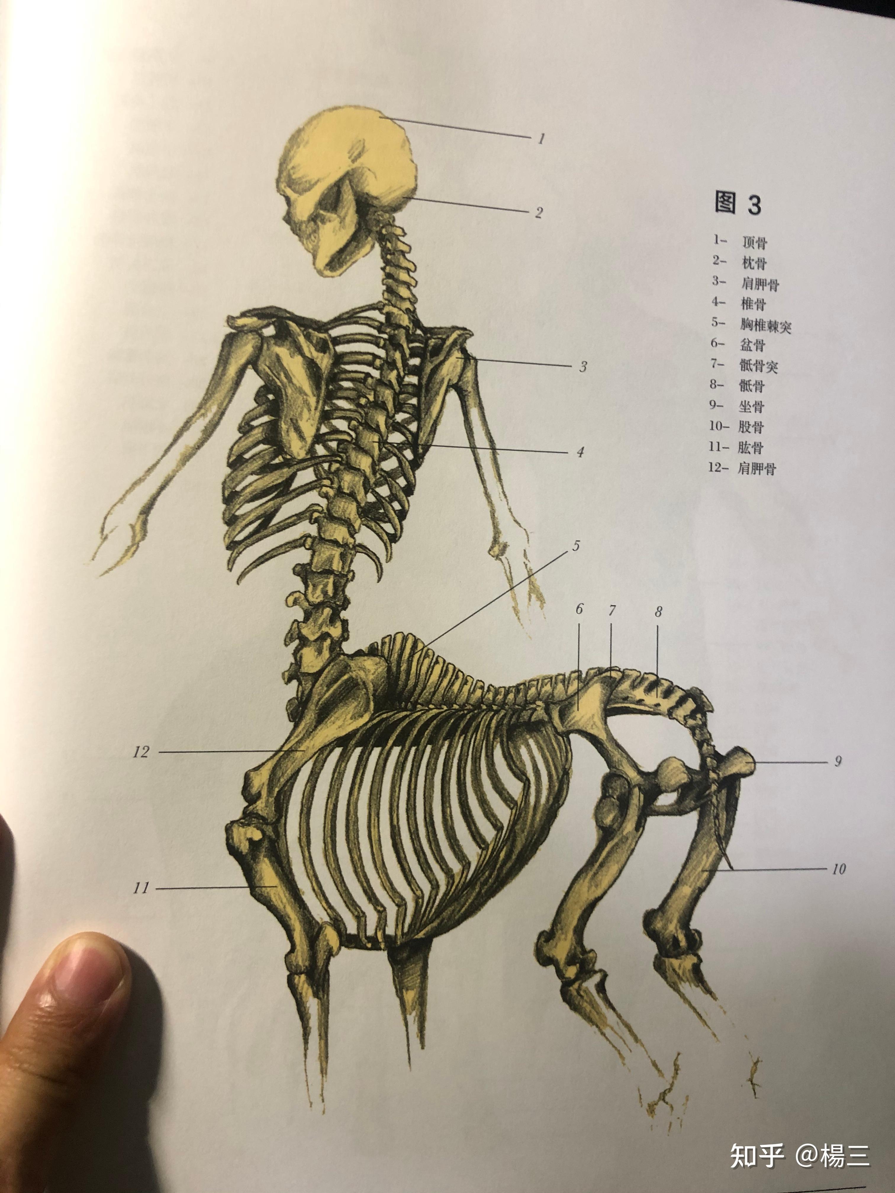 半人马怀孕了怀在人肚子里还是马肚子里