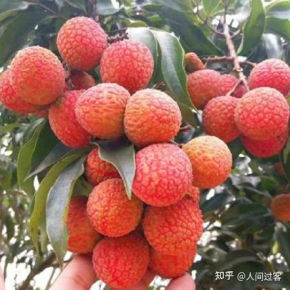 又到了吃荔枝的季节,荔枝都有哪些种类?哪种口味最好吃?常见荔枝品种有哪些特点?不同品种的荔枝有什么差异?如何预防吃荔枝上火?荔枝不宜与哪些食物 ...