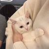 一颗猫猫头