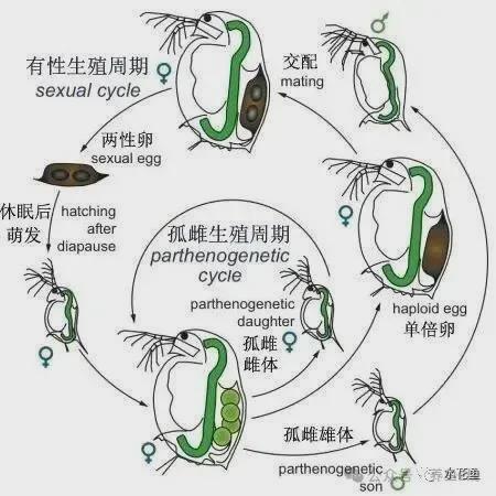 浮游动物的四个分类(三)浮游生物中的枝角类(水蚤) - 知乎