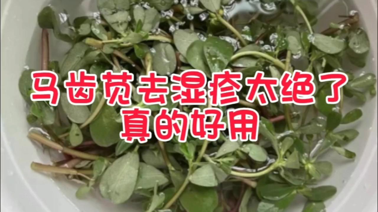 马齿苋治湿疹的方法图片