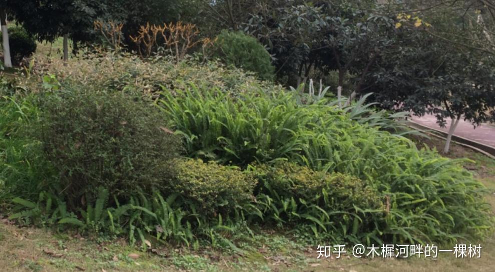 油用牡丹种苗批发多少钱一斤呢