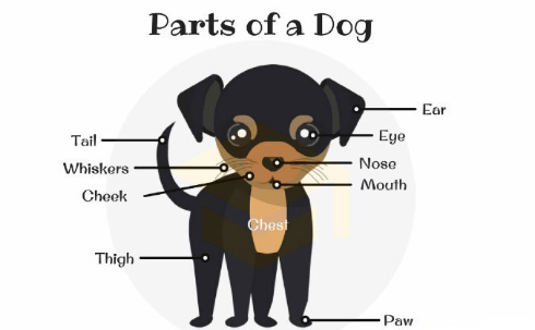 狗狗的身體部位英文表達