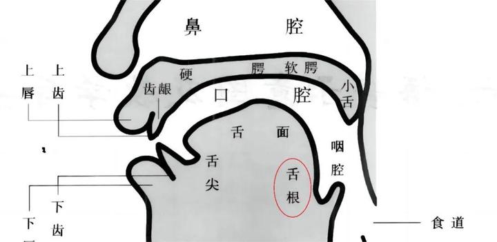 说话舌根紧如何改善 - 知乎