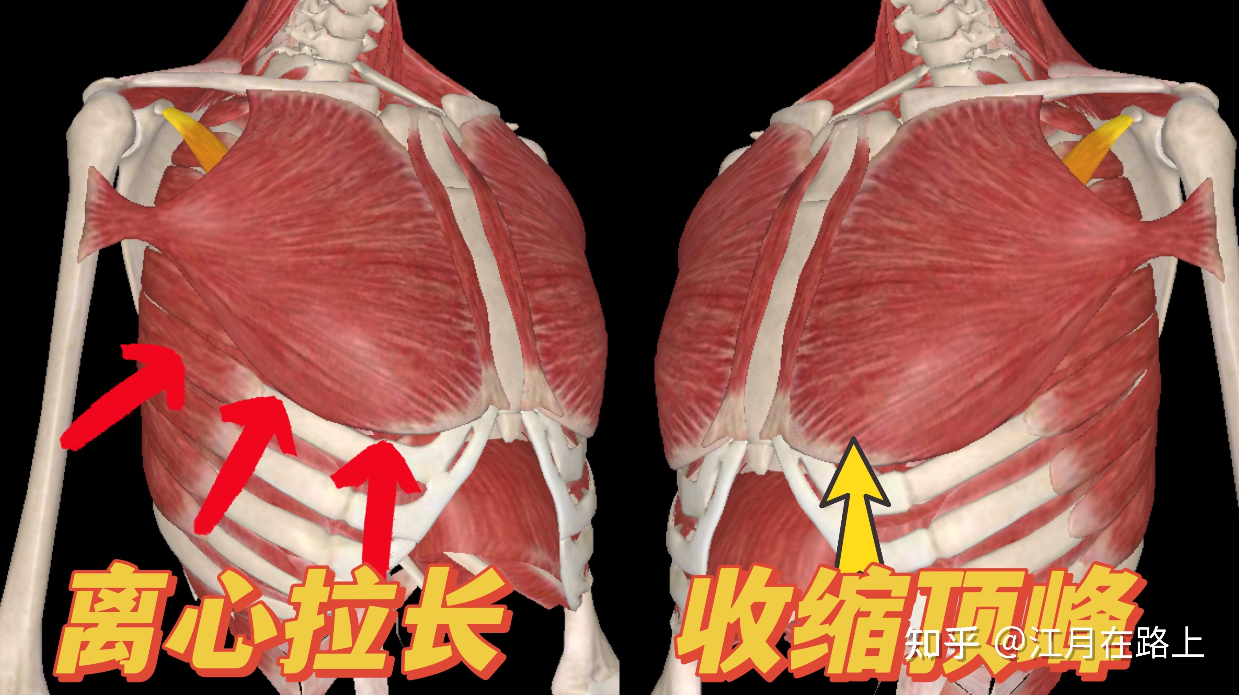 为什么练胸总是胸肩交界处最酸? - 知乎