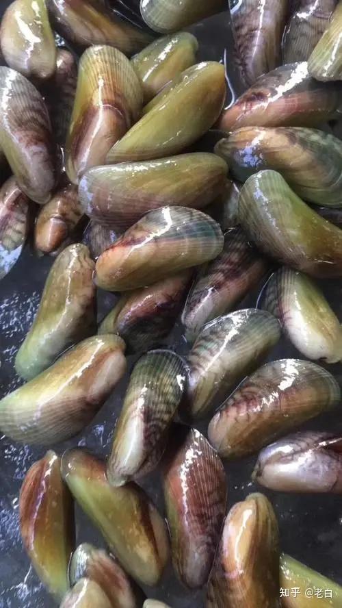 是一种海鲜还是河鲜不确定,然后是小小个的,壳是透明的,有点像缩小的