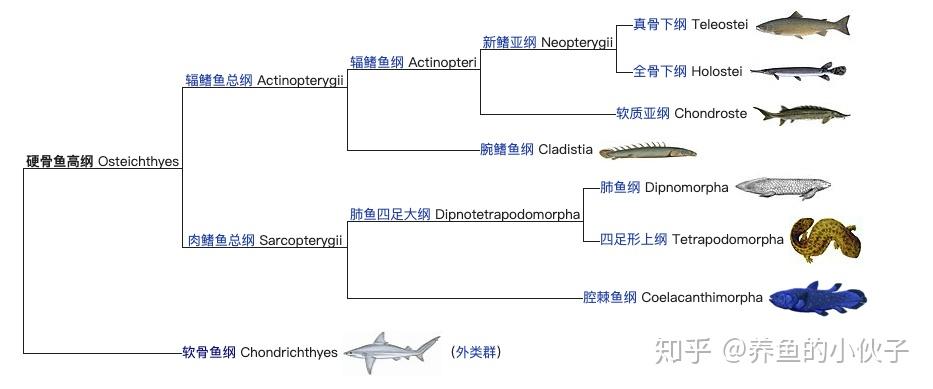 硬骨鱼和软骨鱼的形态和特征方面有哪些区别