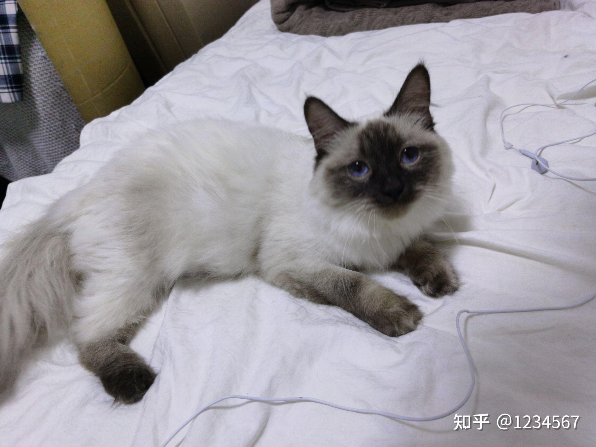 布偶猫和暹罗猫的串串什么样的