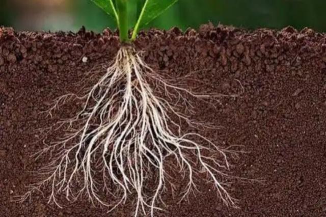 植物根系的形态及在土壤中的分布 - 知乎