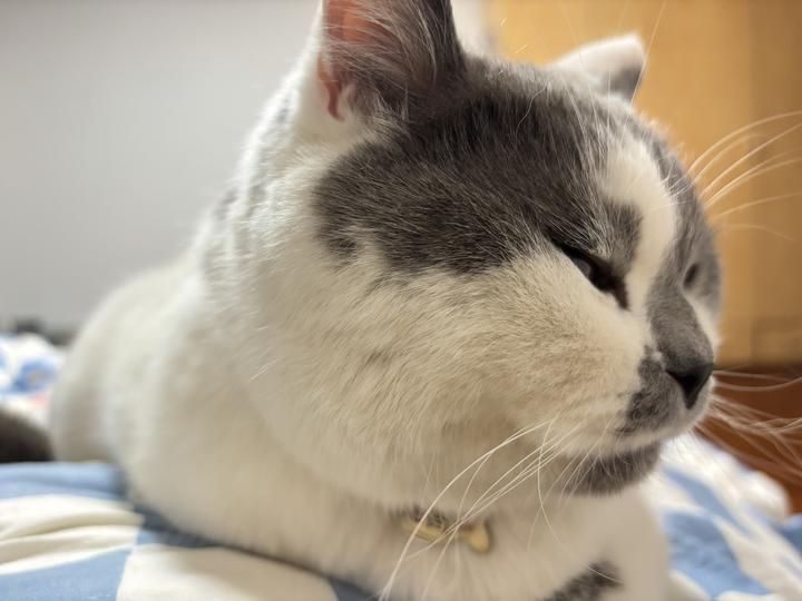 infp养infp猫日记1 - 知乎
