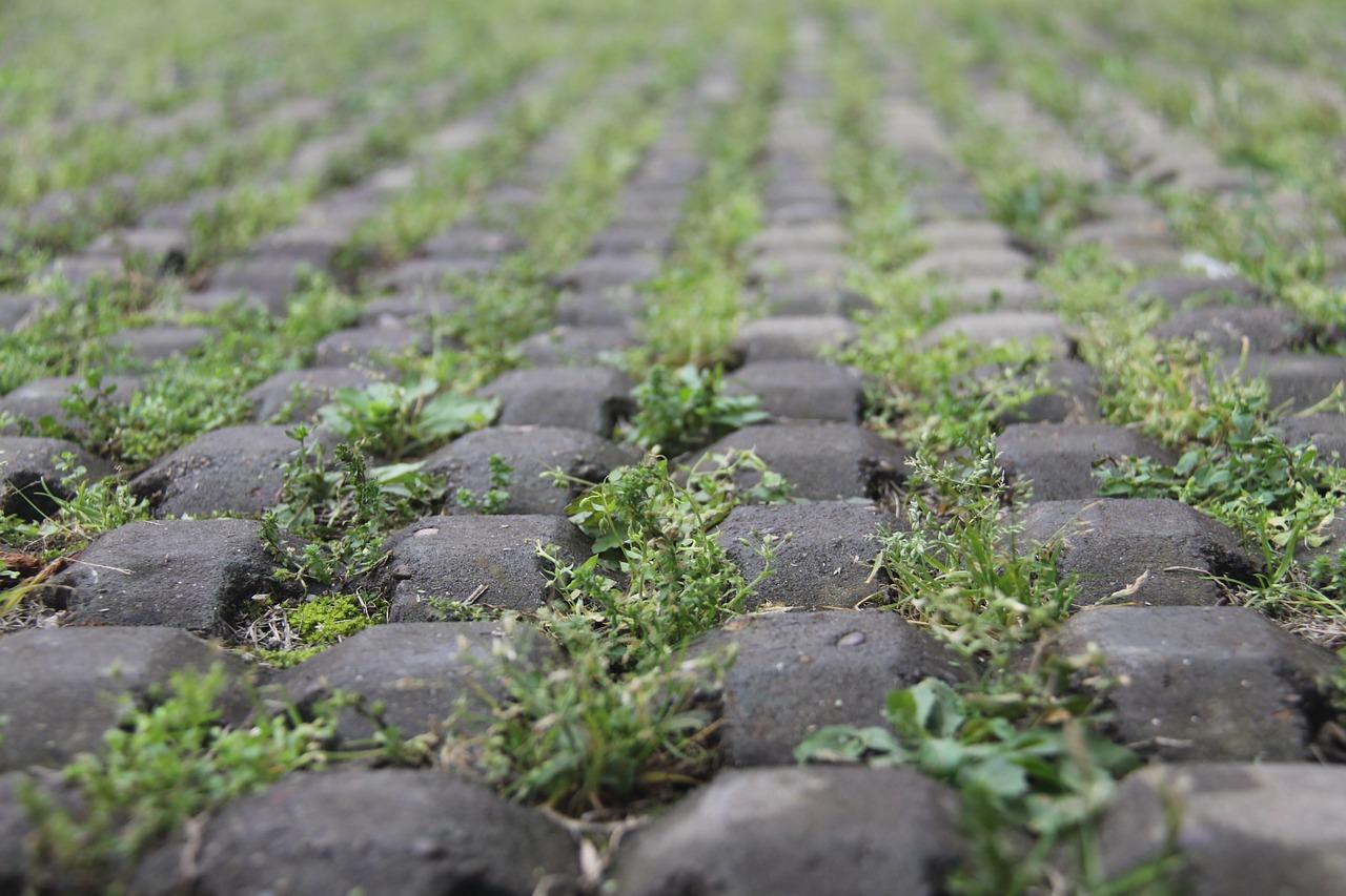 老师与小草的邂逅