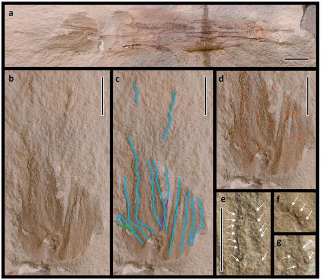 古老鱿鱼化石被命名为拜登